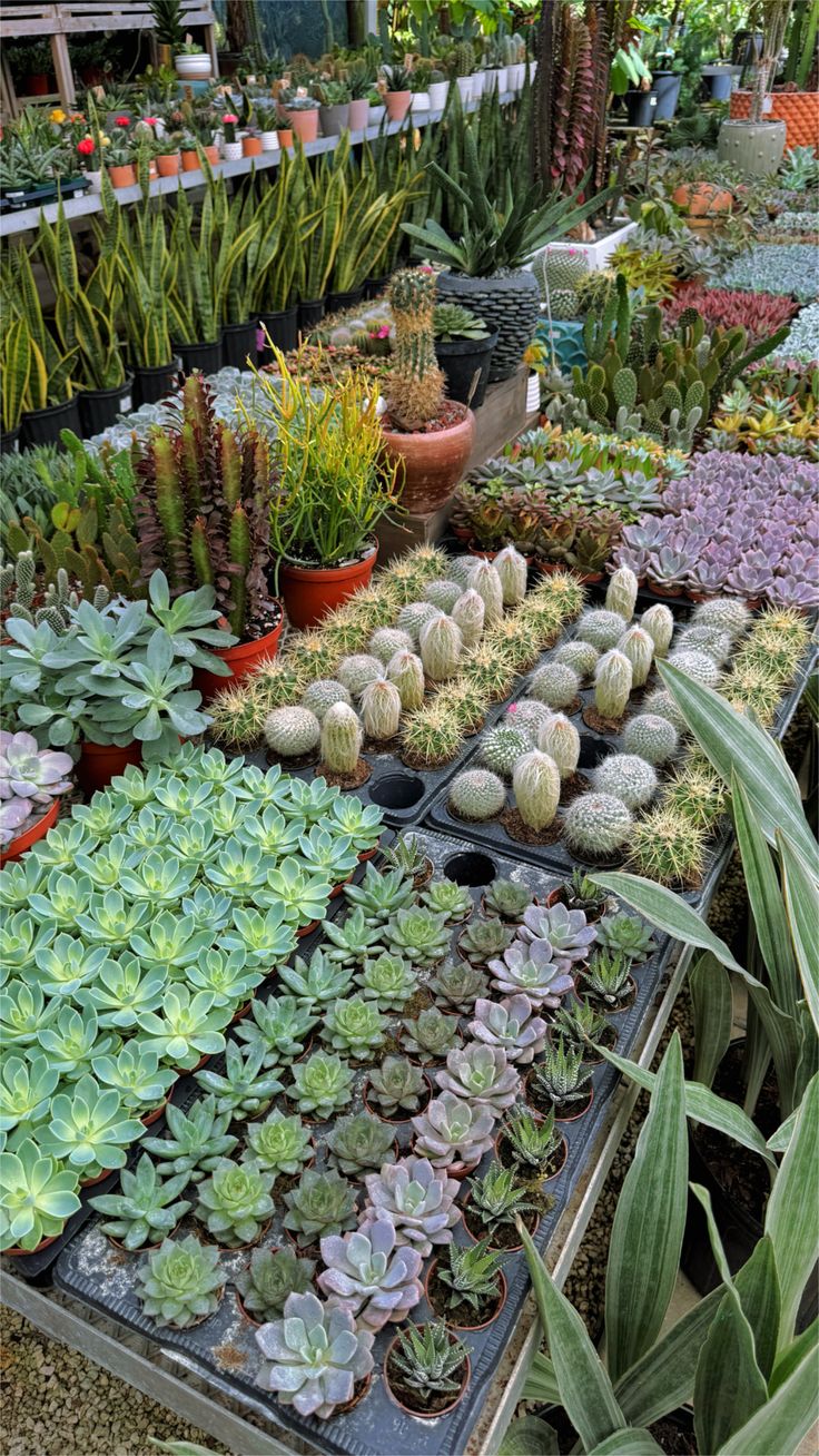 Succulents